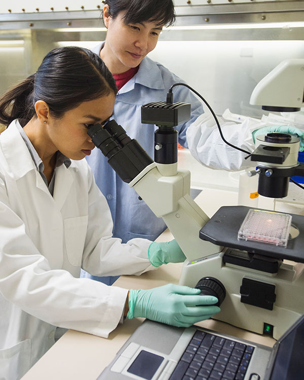 A scientist looks through a microscope