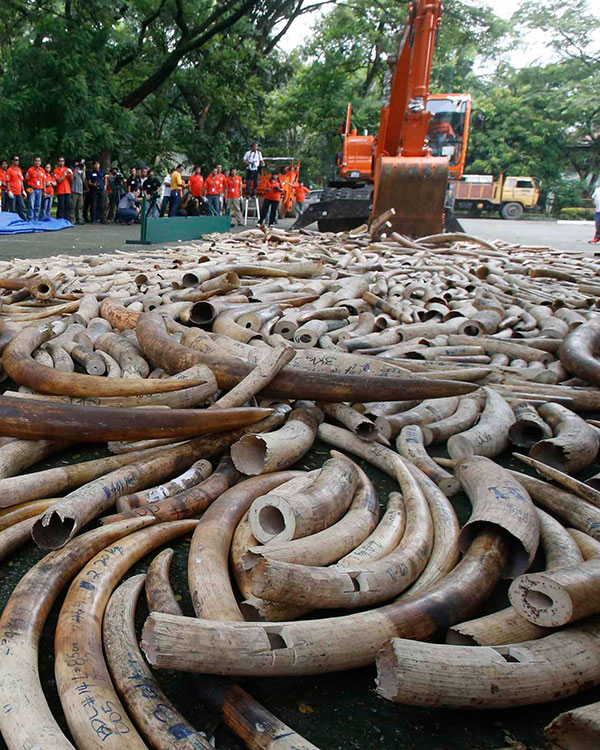 pile of elephant tusks seized from poachers