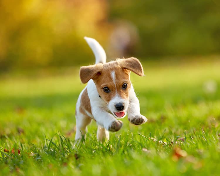 A puppy runs in a field.