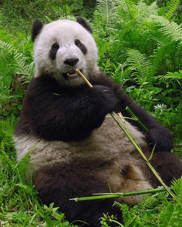 Panda eating bamboo