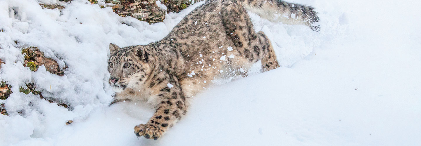 Leopard in the snow