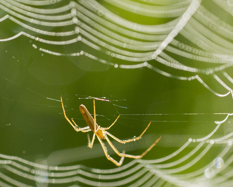 Spider on its web