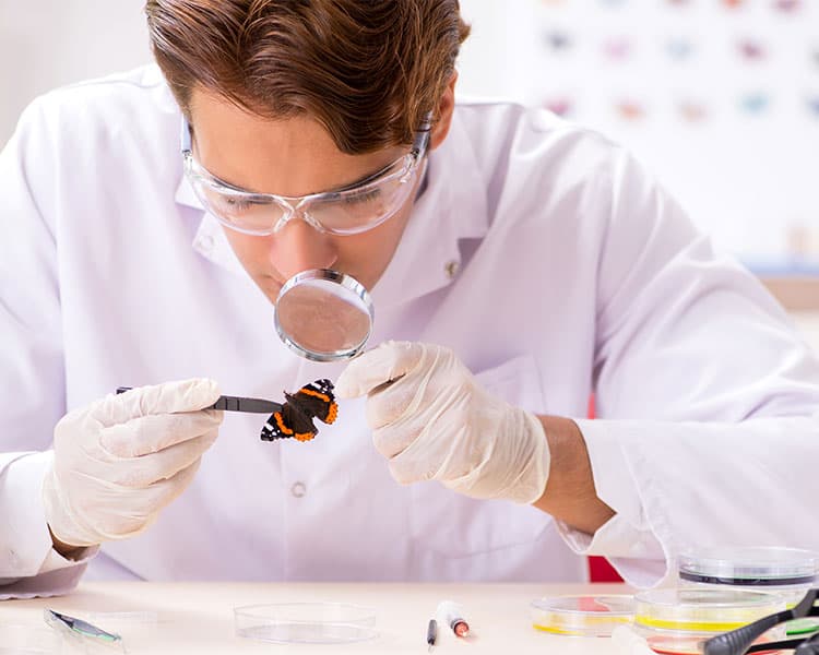 A scientist examines a butterfly under a magnifying glass