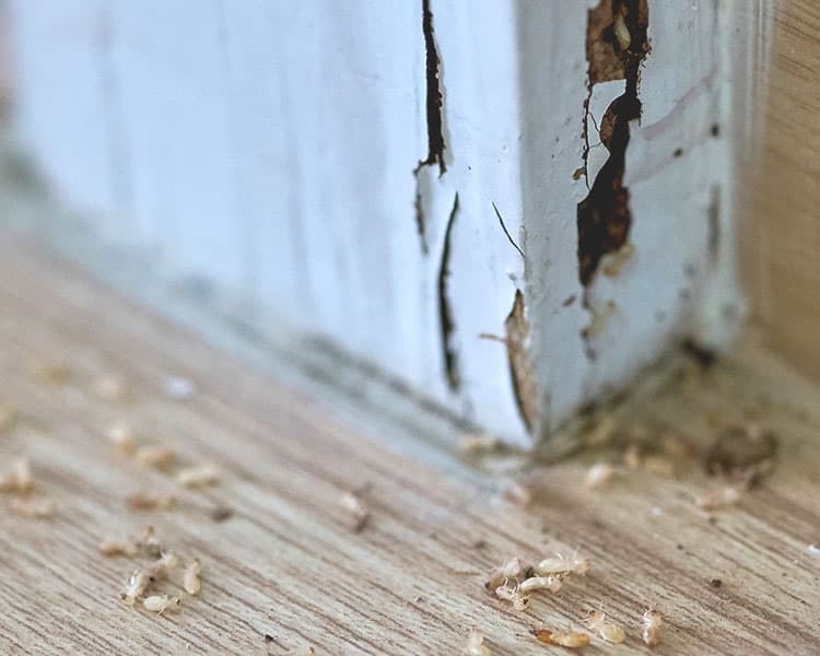 Small dead bugs on a wooden floor