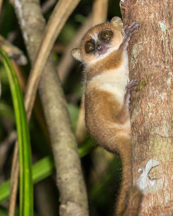 A lemur has large eyes and clings to a tree