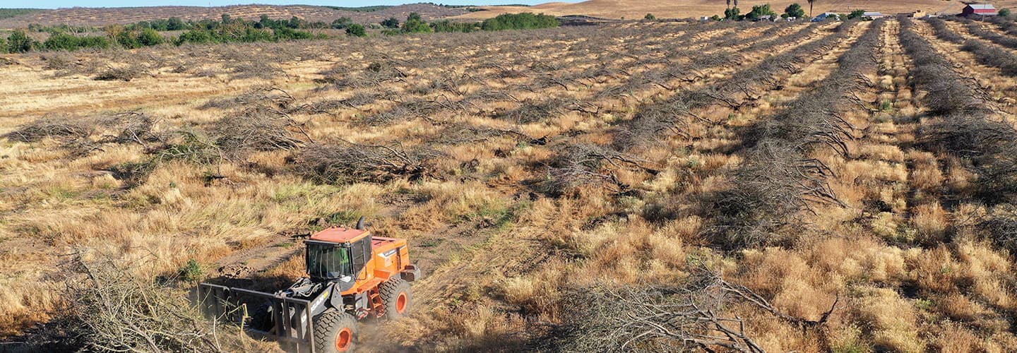 A tractor clears dead plants from a farm.