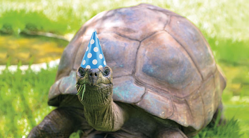 Jonathan the giant Tortoise wears a birthday hat