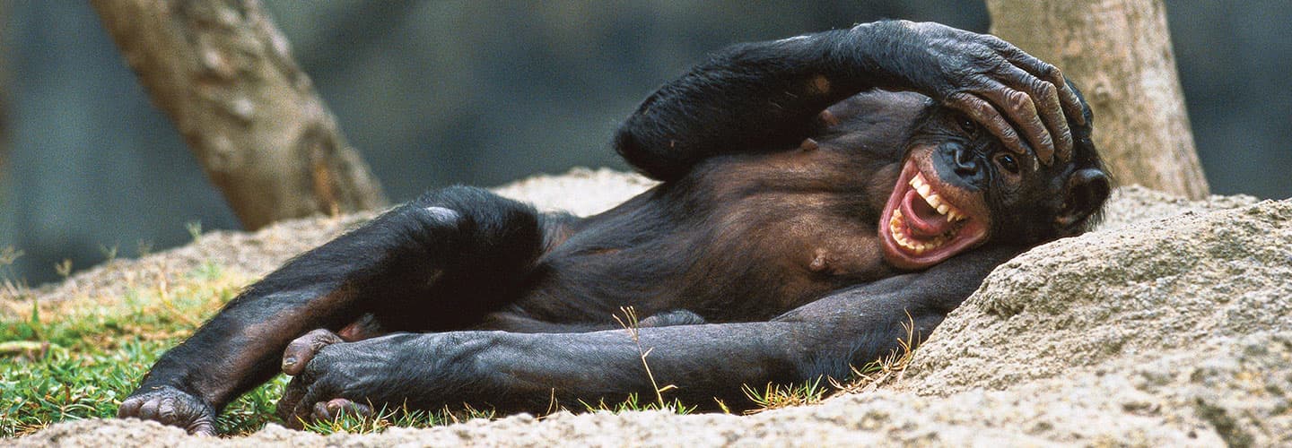 Chimpanzee holding its head while it laughs and smiles