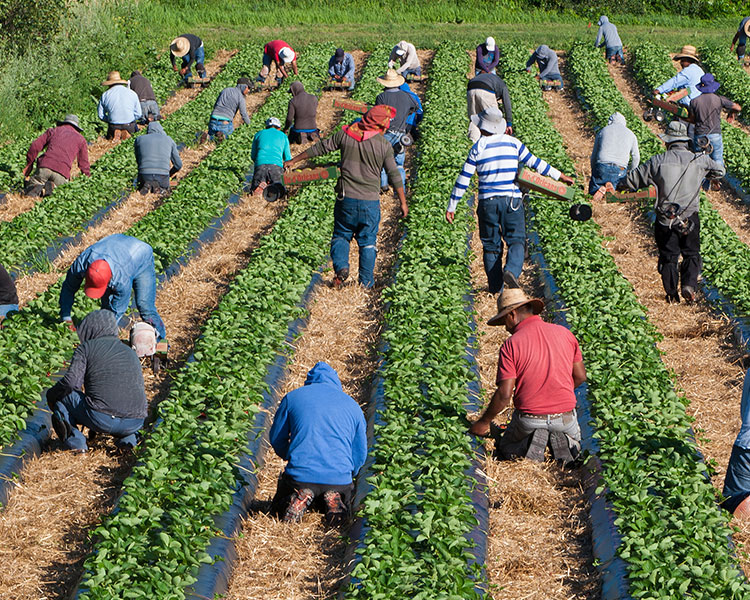 A large group of people picking crops in a field