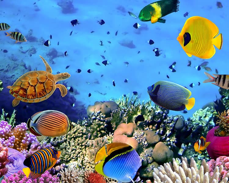 An underwater ecosystem with various animals in it.