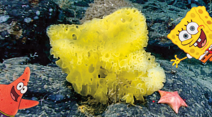 Spongebob and Patrick pointing to a real sea sponge and starfish