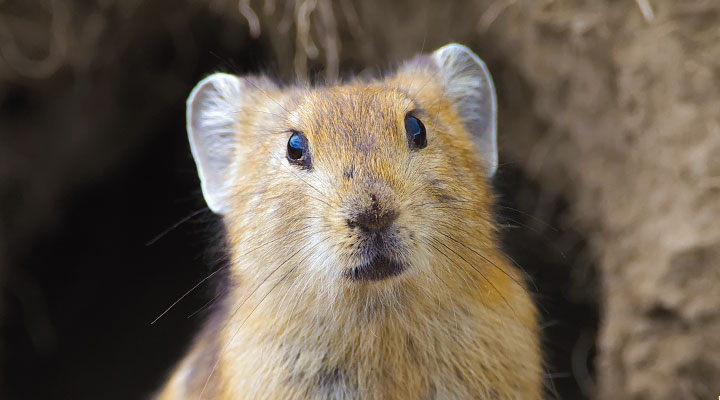 An adorable furry rodent
