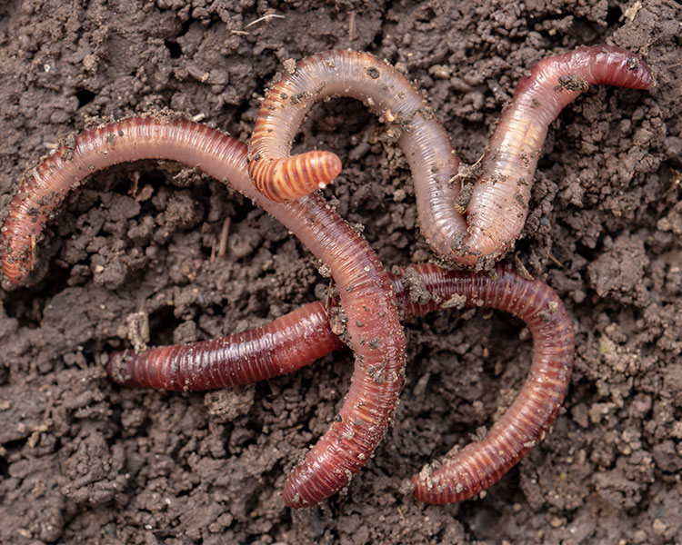 Worms in dirt