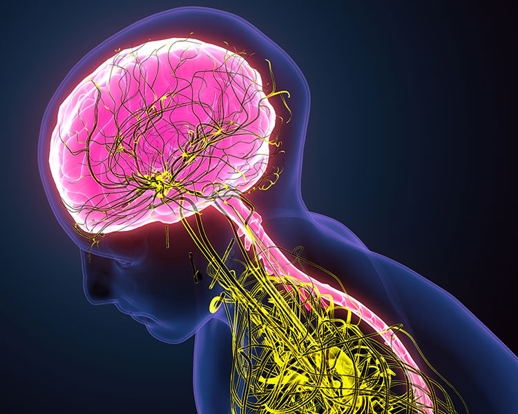 Illustration of the human nervous system