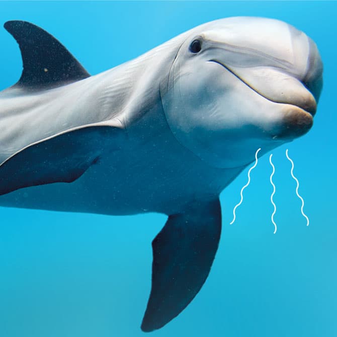 Enlargeable photo of a dolphin