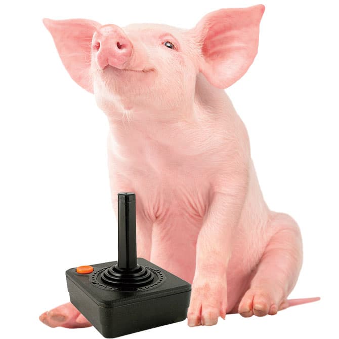 Enlargeable photo of a small pig with a controller