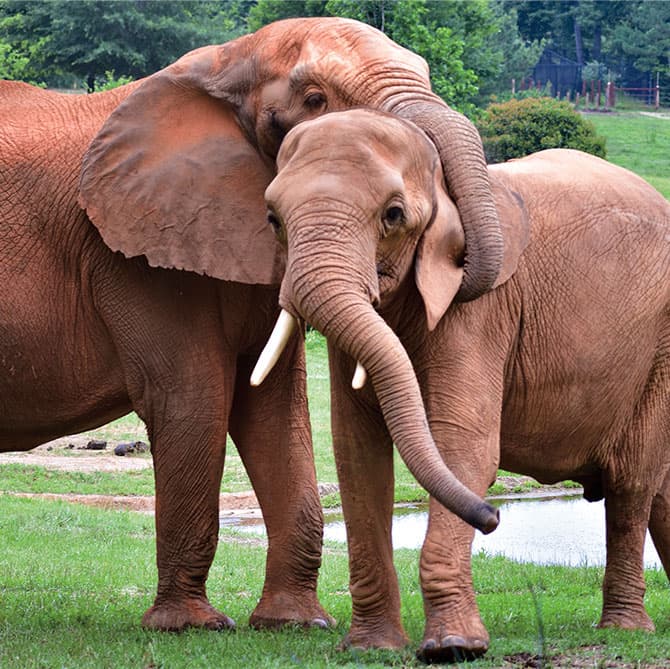 Enlargeable photo of two elephants