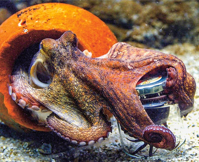 Enlargeable photo of a squid holding an object