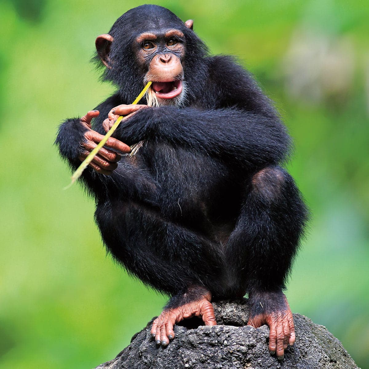 Ape