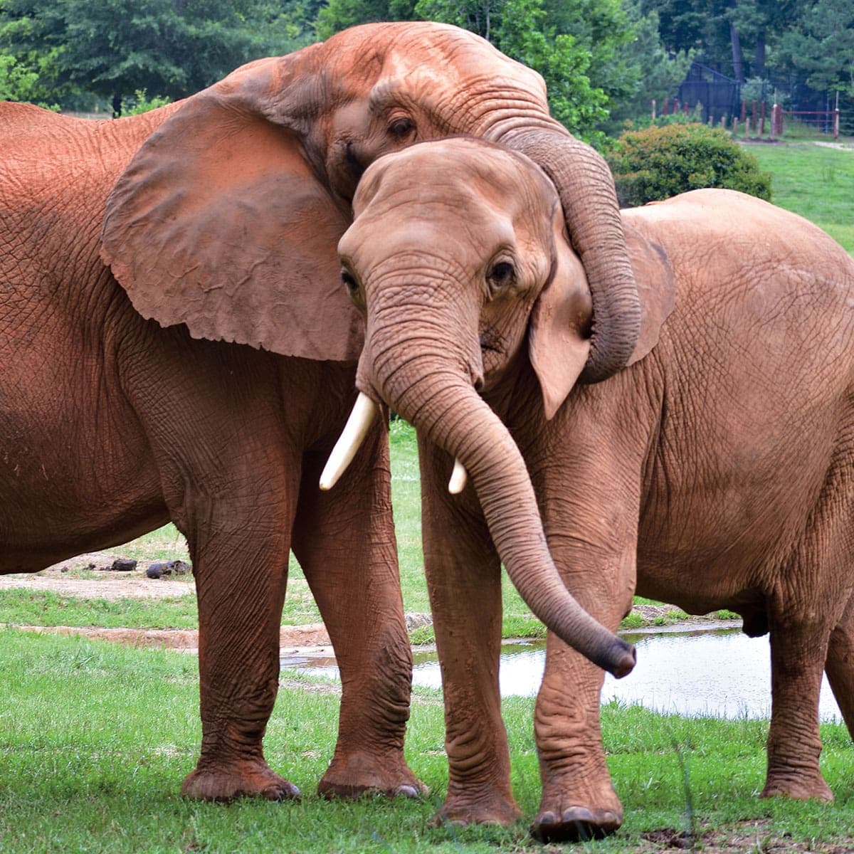 Two elephants