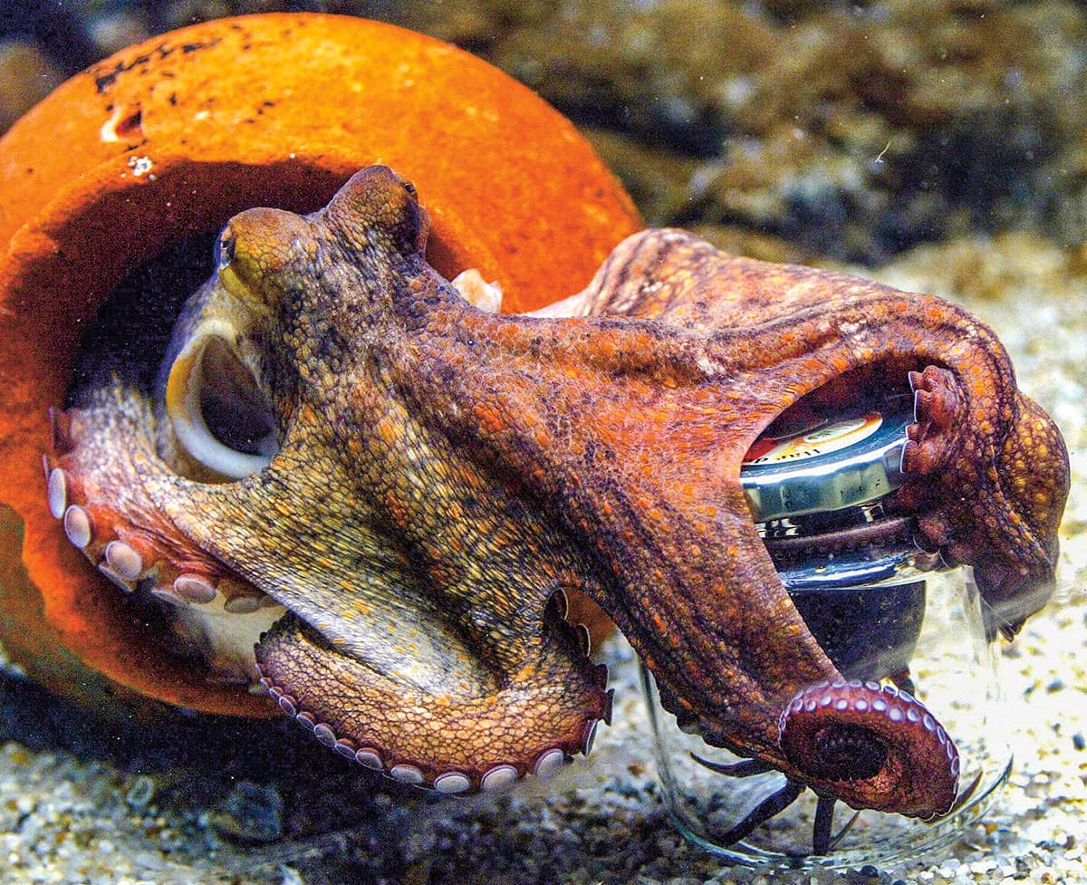 Squid holding an object