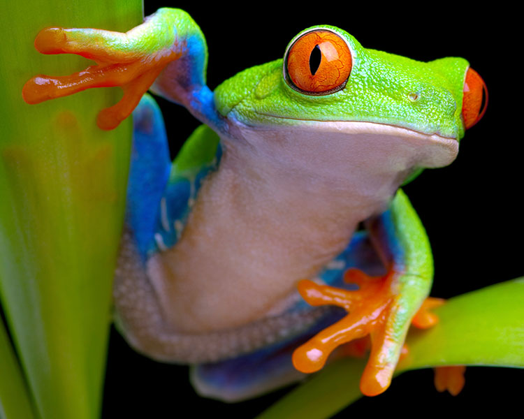 Tree frog