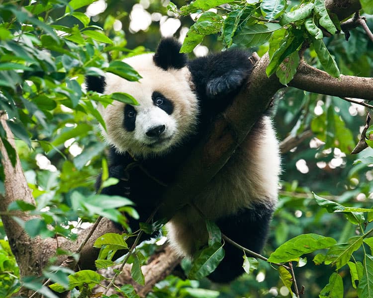 Image of a panda sitting in a tree