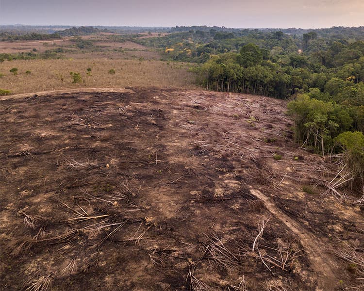 Photo of flat land with demolished trees