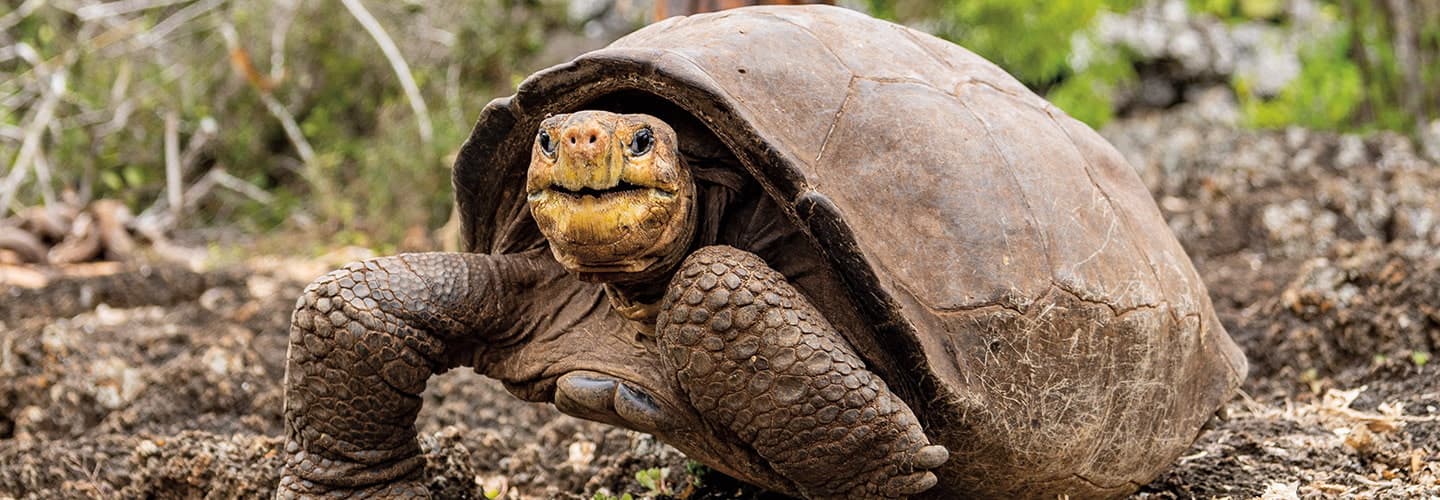 Photo of a tortoise walking on the ground