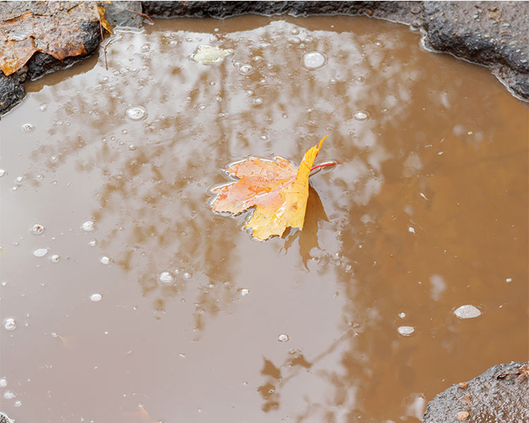 Image of a leaf sitting in a brown puddle