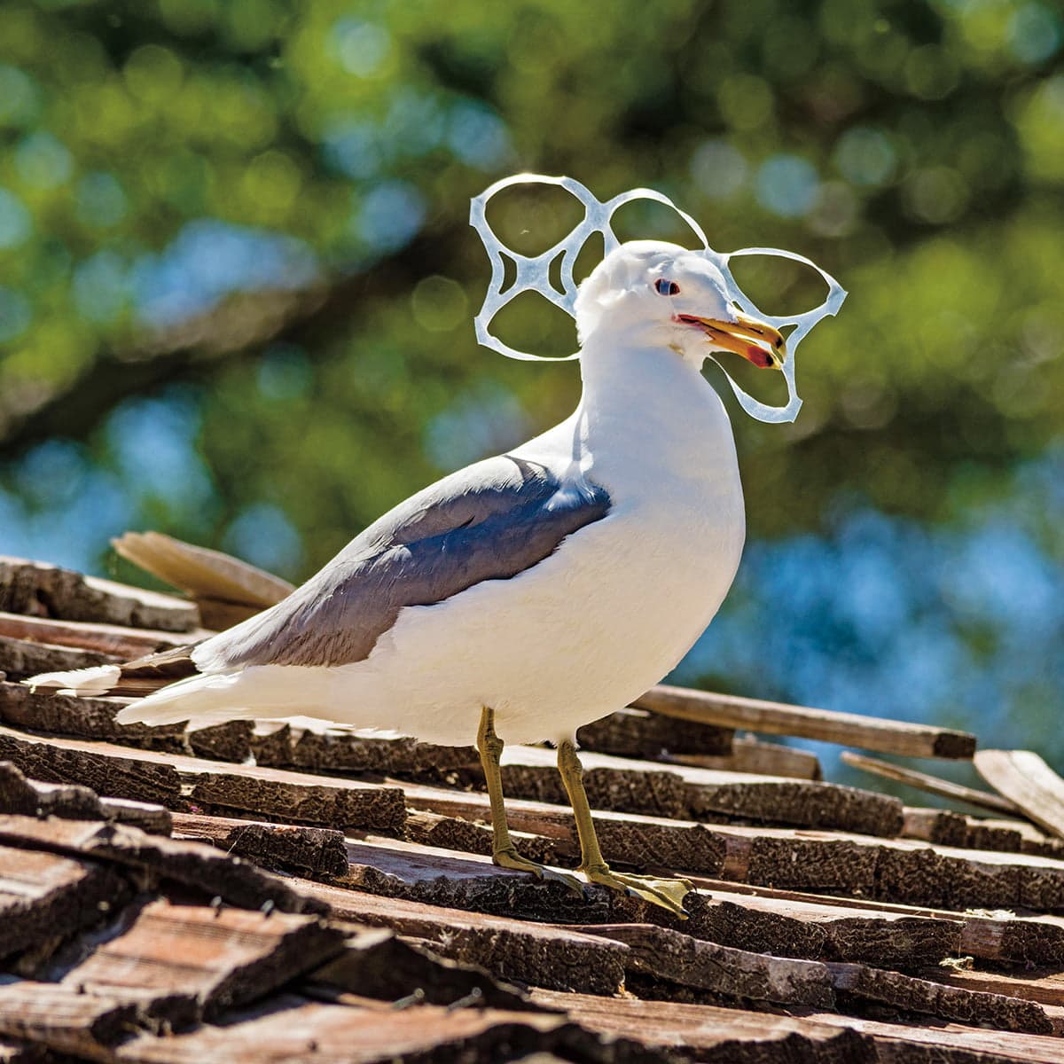 Image of seagull with plastic wrapped around its head