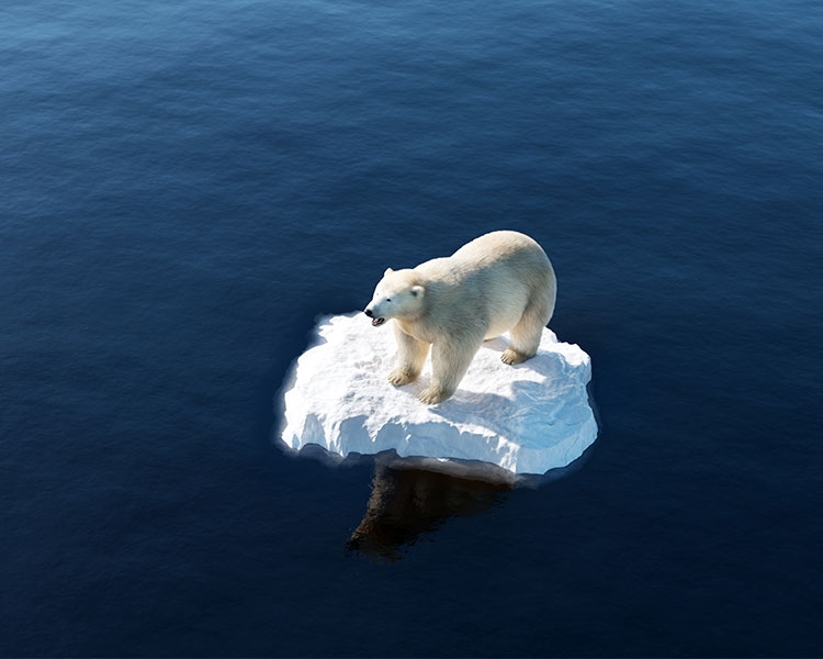 Polar Bear on a small piece of floating ice