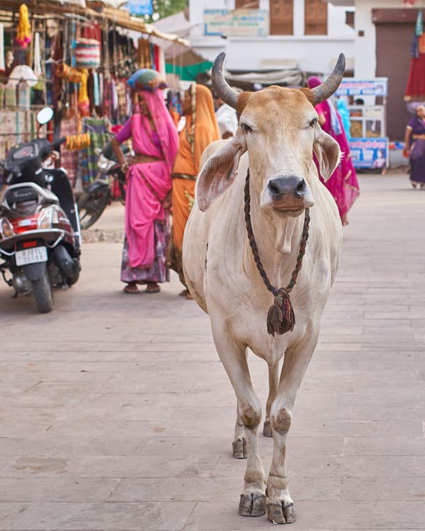 A white cow walking through a street filled with people and vendors