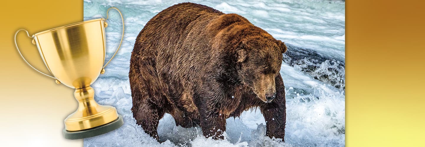 Image of a brown bear standing in a river and an image of a gold trophy