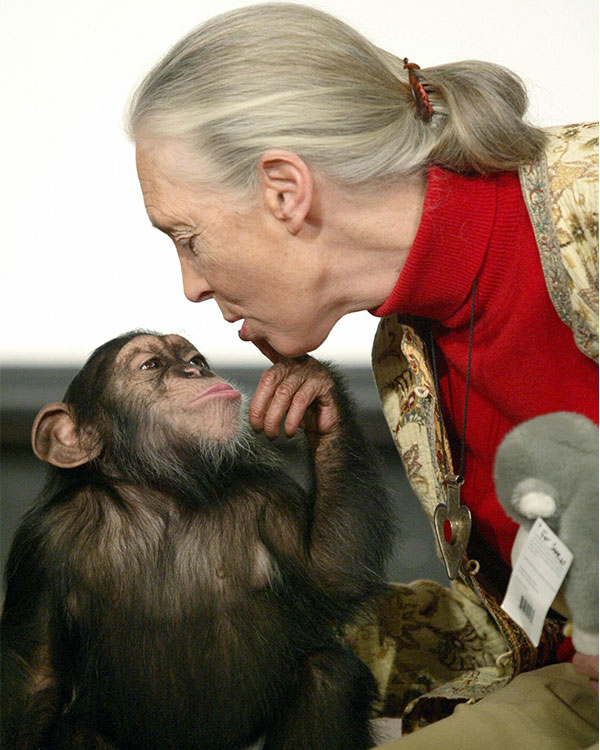 Image of Jane Goodall with a chimpanzee