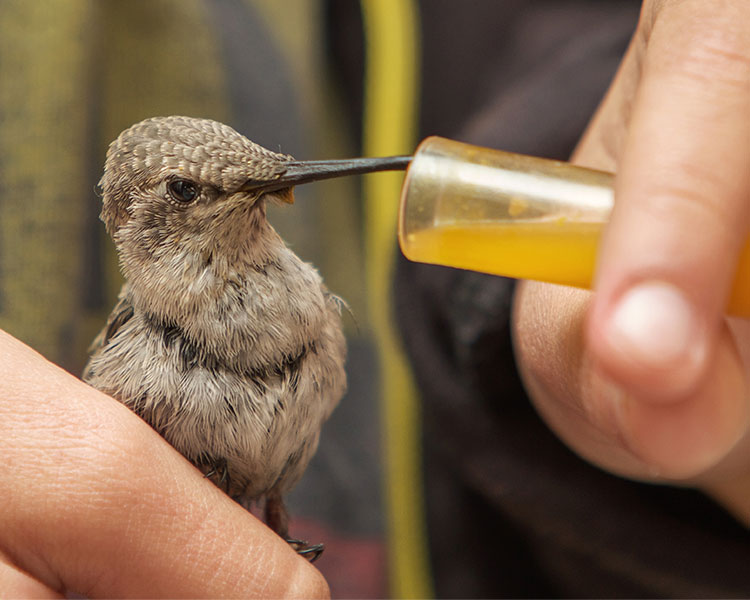 Photo of a human feeding a hummingbird with food in a vial