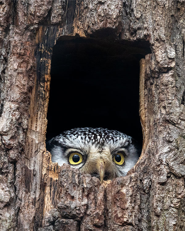 Photo of an owl with bright yellow eyes peaking out from a hole in a tree