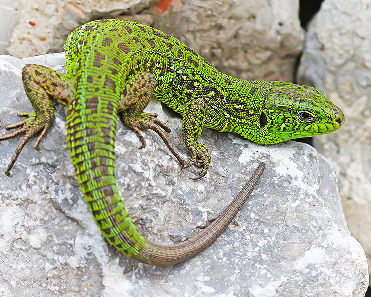 Photo of a bright green lizard sitting on a rock
