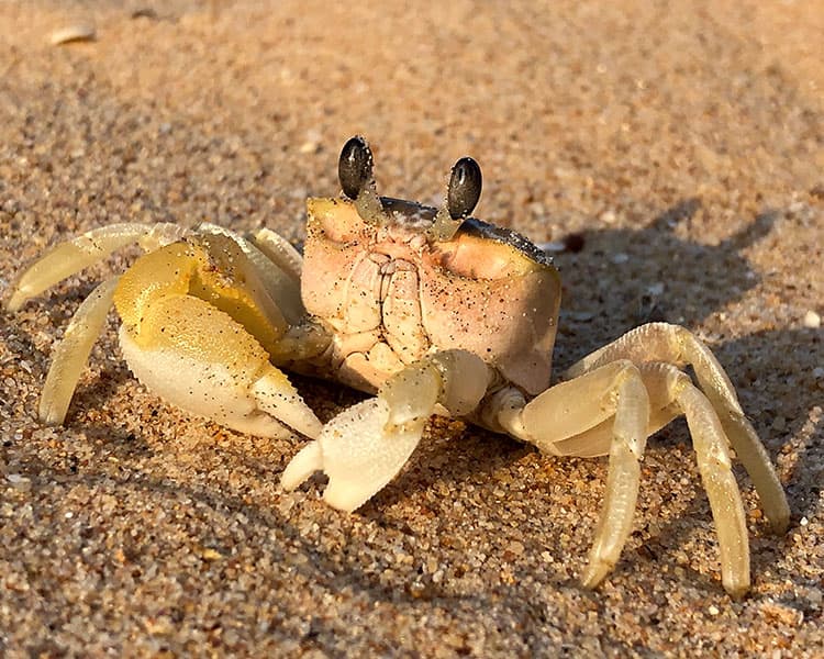 Photo of a crab standing on the sand