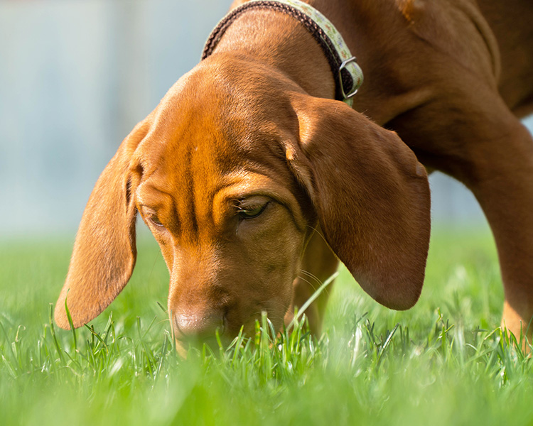 Image of a brown puppy eating grass