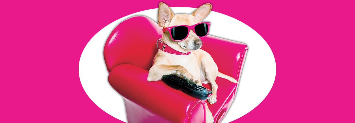 Image of a small dog with pink sunglasses in a pink chair with a tv remote