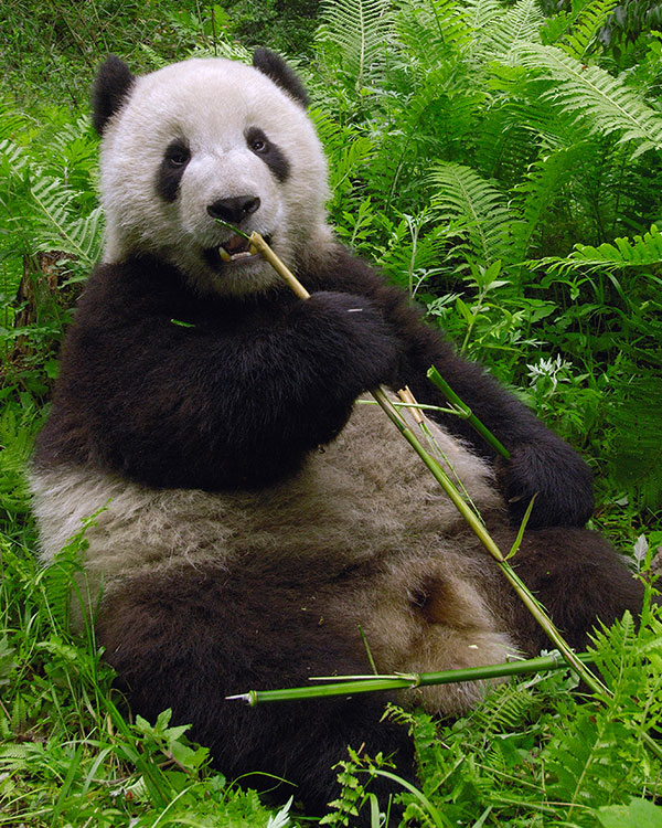 Photo of a panda eating bamboo