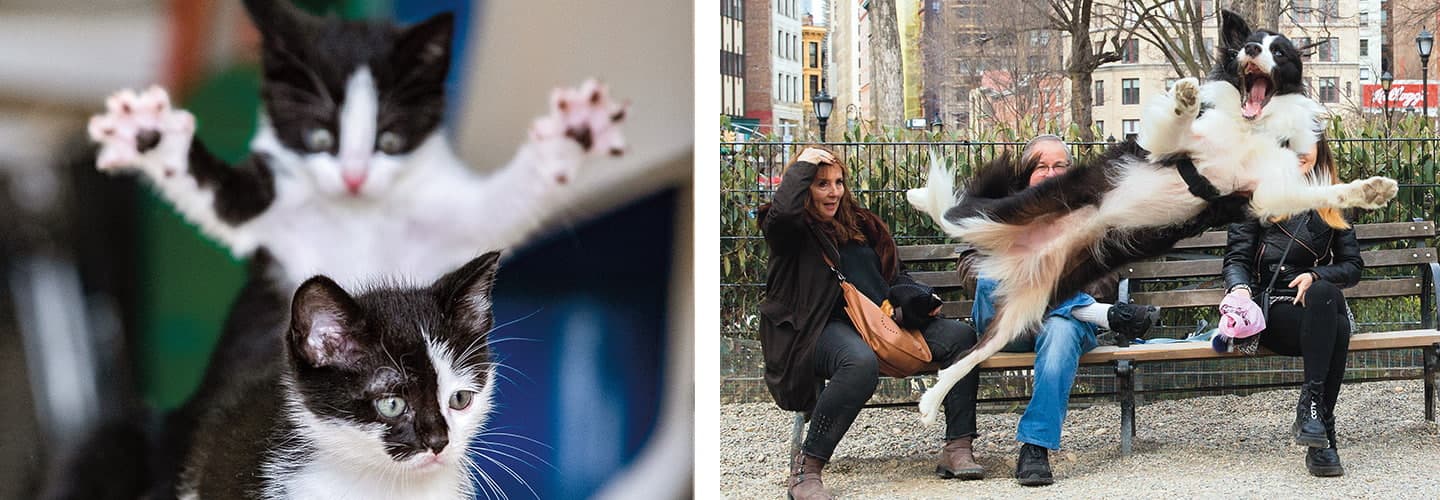 Two images: a kitten jumping on another kitten and a dog jumping in a park