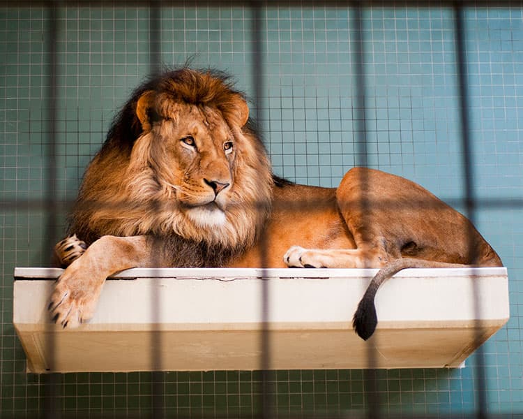 Photo of a lion in a cage