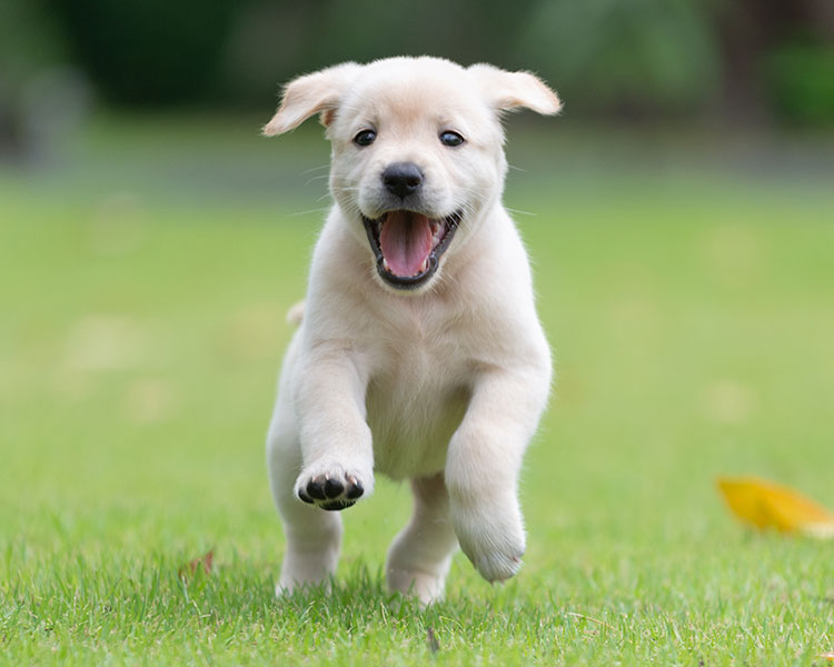 Photo of a puppy running in the grass